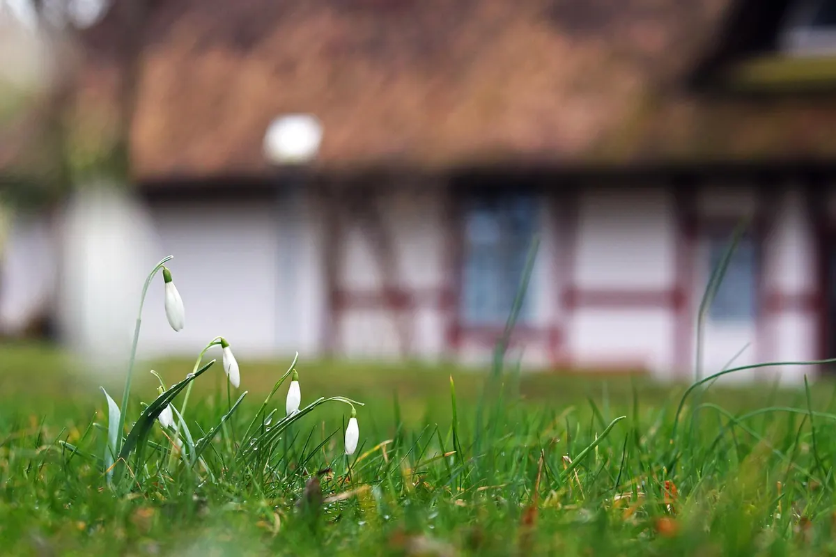 Local Angle: Designing an English Cottage Garden for Modern Backyards